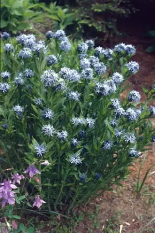 Amsonia tabernaemontana