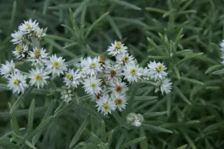 Anaphalis contorta