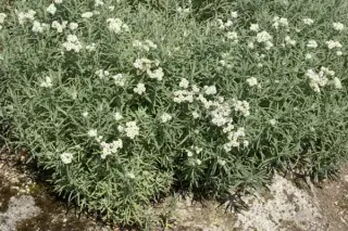 Anaphalis contorta