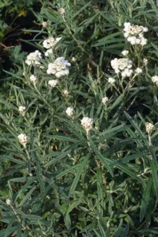 Anaphalis transnokoensis (Ch 1565)