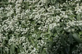 Anaphalis tripliner. 'Silberregen'
