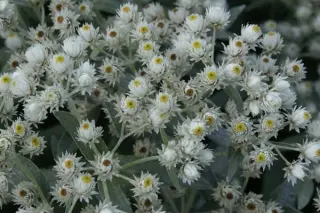 Anaphalis tripliner. 'Sommerschnee'