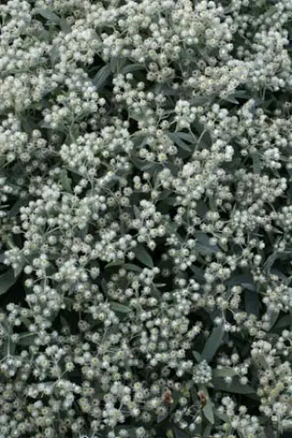 Anaphalis tripliner. 'Sommerschnee'