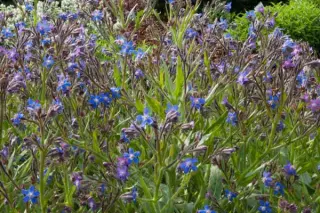 Anchusa azurea coll. Turkije