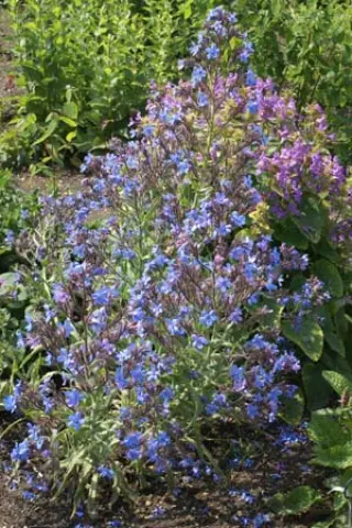 Anchusa azurea ex 'Zwergenblau' Zaailingen
