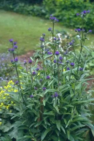 Anchusa officinalis