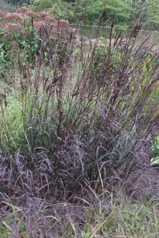 Andropogon gerardii 'Blackhawks'