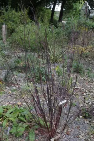 Andropogon gerardii 'Blackhawks'