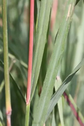 Andropogon gerardii 'Weinheim Burgundy'