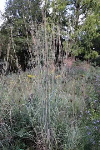 Andropogon hallii