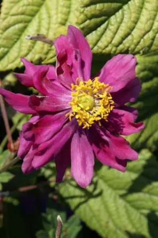 Anemone hybr. 'Amaranthe'