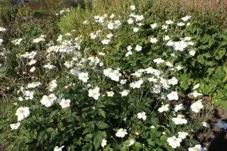 Anemone hybr. 'Andrea Atkinson'