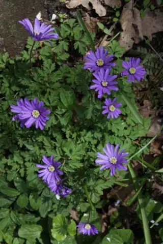 Anemone apennina 'Petrovac'