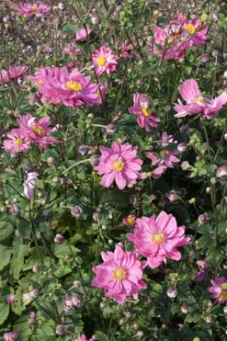 Anemone hybr. 'Aunt June'
