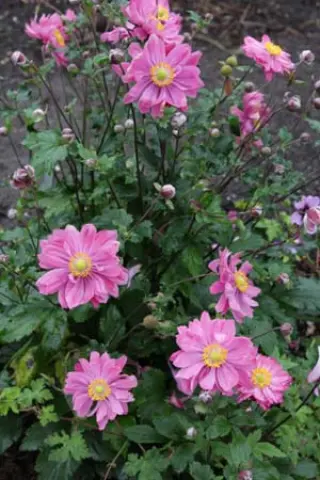 Anemone hybr. 'Bressingham Glow'