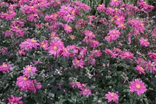 Anemone hybr. 'Bressingham Glow'