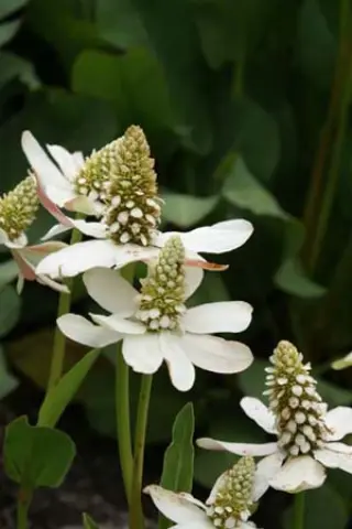Anemopsis californica