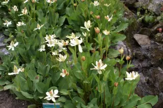 Anemopsis californica