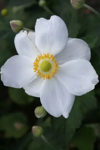 Anemone hybr. 'Coupe D'argent'