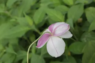 Anemone 'Dainty Swan'