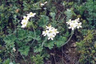 Anemone demissa W/O/8027