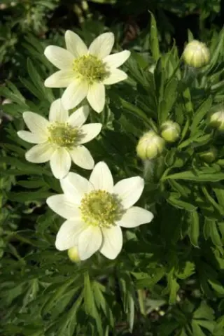 Anemone drummondii