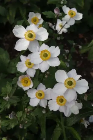 Anemone 'Elfin Swan'