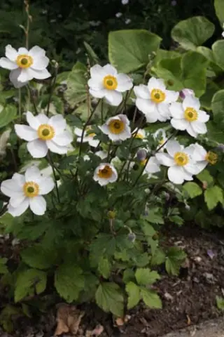 Anemone 'Elfin Swan'