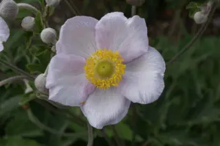 Anemone elongata