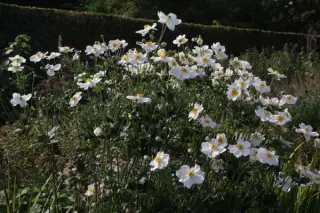 Anemone hybr. 'Géante Des Blanches'