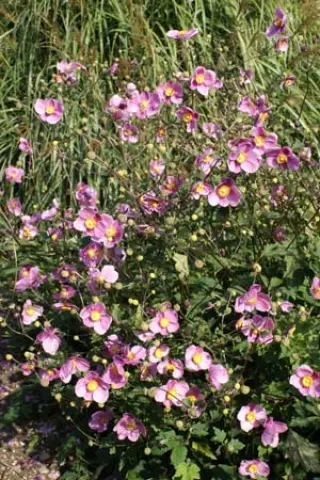 Anemone hybr. 'Hadspen Abundance'
