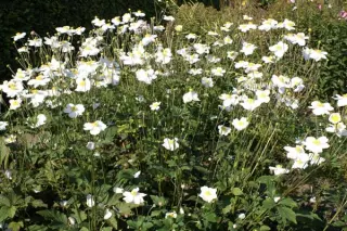 Anemone hybr. 'Honorine Jobert'
