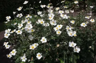 Anemone hupehensis 'Alba'