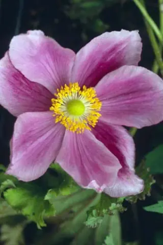 Anemone hupehensis 'Crispa'