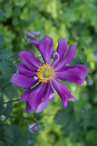 Anemone hupehensis 'Prinz Heinrich'