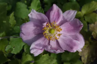 Anemone hybr. 'Konigin Charlotte'
