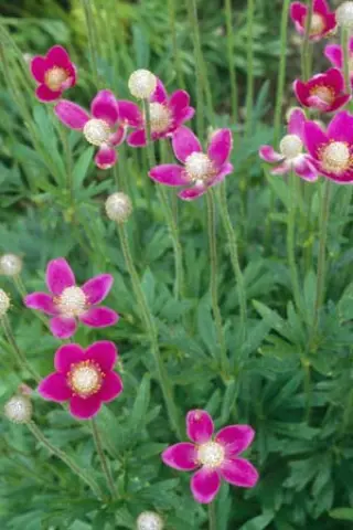 Anemone x lesseri (echt)
