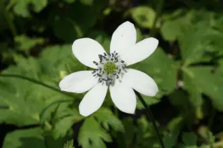 Anemone leveillei