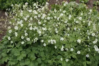 Anemone leveillei