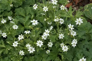 Anemone leveillei