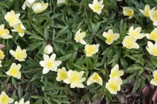 Anemone x lipsiensis'Schwefelfeuer'