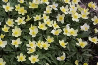 Anemone x lipsiensis'Vindoboniensis'