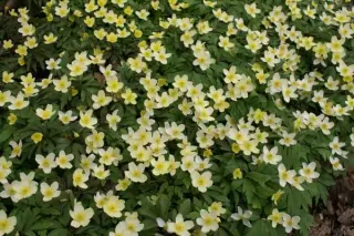 Anemone x lipsiensis'Vindoboniensis'