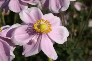 Anemone hybr. 'Lorelei'