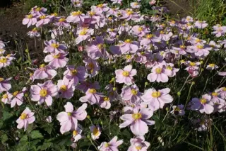 Anemone hybr. 'Lorelei'