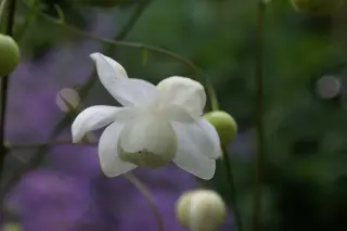 Anemonopsis macrophylla 'Alba'