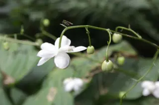 Anemonopsis macrophylla 'Alba'