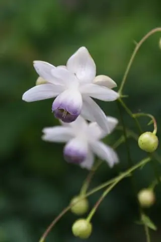 Anemonopsis macrophylla