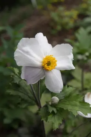 Anemone 'Majestic'