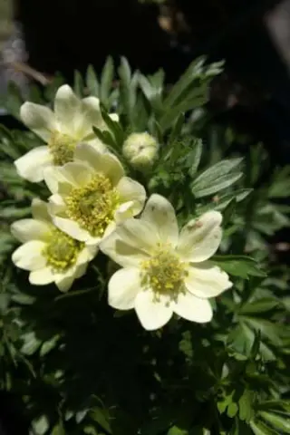 Anemone multifida 'Major'